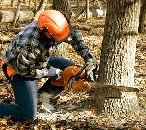 Tree Removal in Huntington, AR